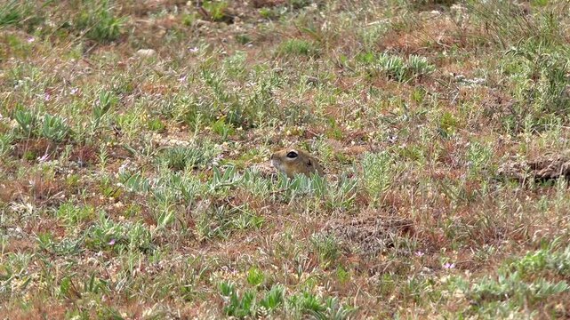 Ground squirrel peers from a burrow opening in short grass with alert wildlife detail.