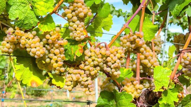 Grapes growing on vines in a vineyard over time in a sunny environment