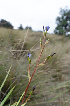 Delicate Purple Wildflower Buds on Slender Stems in a Natural Grassland, Vertical Nature Photography