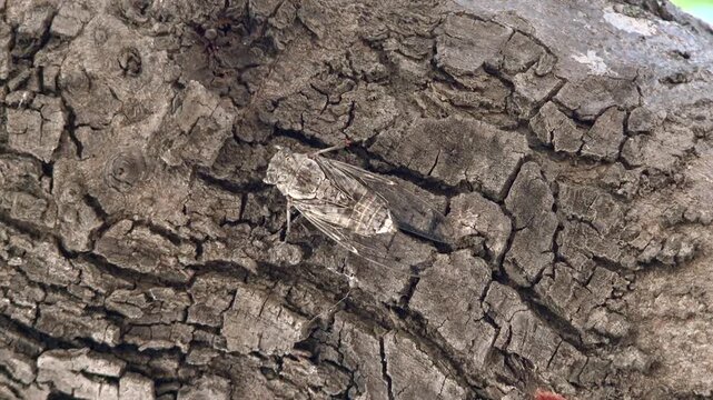 Cicada clings to tree bark with white, gray, and brown camouflage tones.