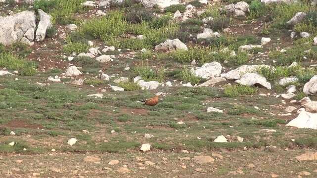 Ruddy shelduck walks across a rocky slope with sparse grass and scattered stones.