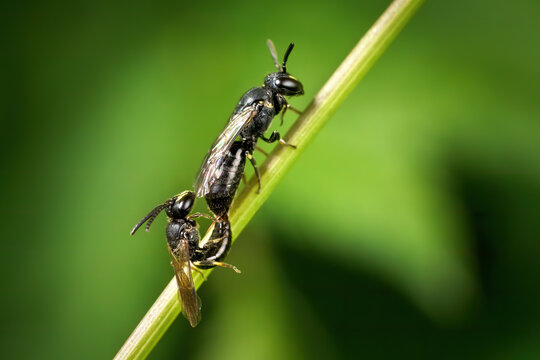 Maskenbienen (Hylaeus) bei der Paarung auf einem Pflanzenst&auml;ngel, vorn das Weibchen, hinten das M&auml;nnchen - Sulz am Neckar, Deutschland