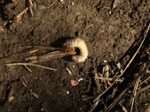 May beetle larva on the ground. White insect larva isolated in the sunlight.