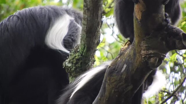 Colobus monkeys climb trees across African rainforest showing wild primates in canopy habitat.