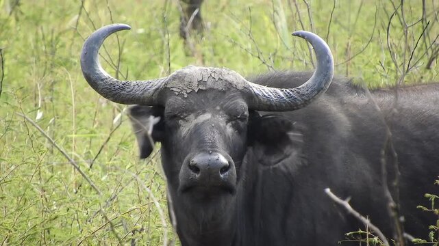 African buffalo closeup in Democratic Republic of the Congo, black horned bovine portrait.