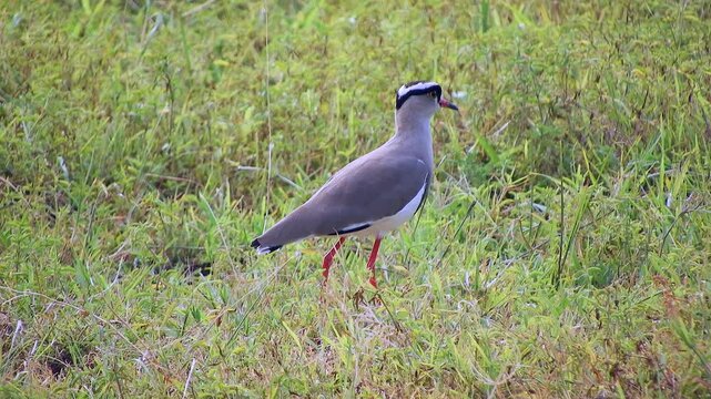 Crowned lapwing walks through a green meadow in Africa.