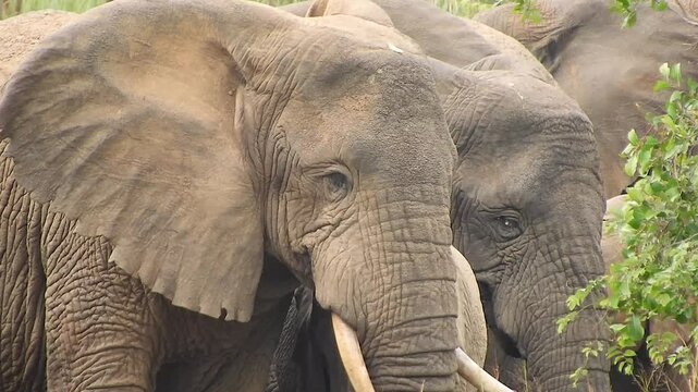 Closeup head of African elephant from herd, showing long tusks and powerful wildlife portrait.