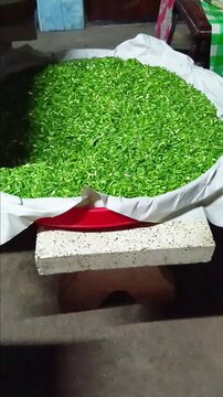 Garlic Chive Slices on Threshing Basket