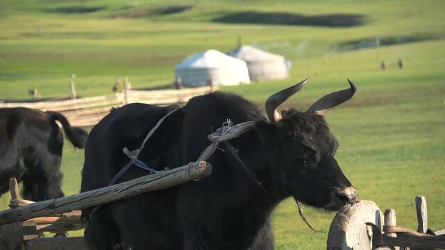 A yak is harnessed to an old wooden ox cart on the Mongolian steppe.