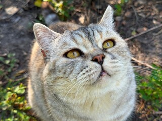 Cute gray cat looking up  © OLENA LIALINA