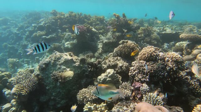View of a Picasso triggerfish swimming among vibrant coral formations in the clear waters of the Red Sea, Egypt.