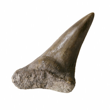 Fossilized prehistoric shark tooth isolated on white background, sharp ancient predator Megalodon tooth specimen for paleontology, archaeology, geology, and evolutionary science collection.