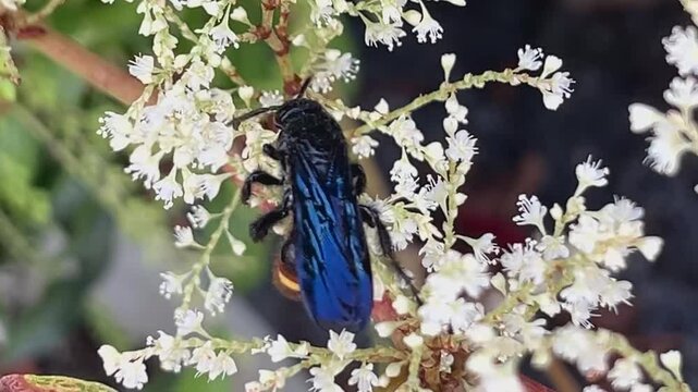 scoliid wasp 