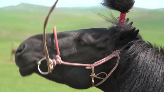 A decorated horse mane and tied ornament show Mongolian ceremonial styling.