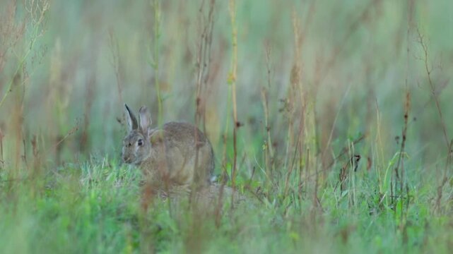 Wild rabbit (oryctolagus cuniculus) in the grass on a meadow during evening light