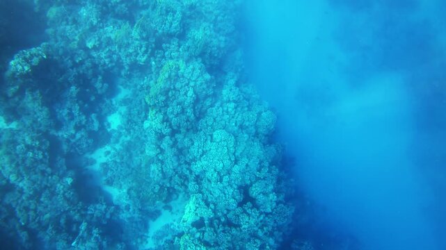 View of a vibrant coral reef teeming with marine life beneath the clear blue waters of the Red Sea, Egypt.