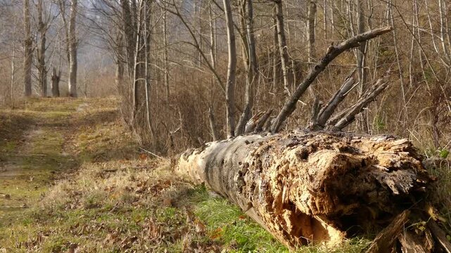 Beautiful little girl in a red jacket near old felled a large tree.