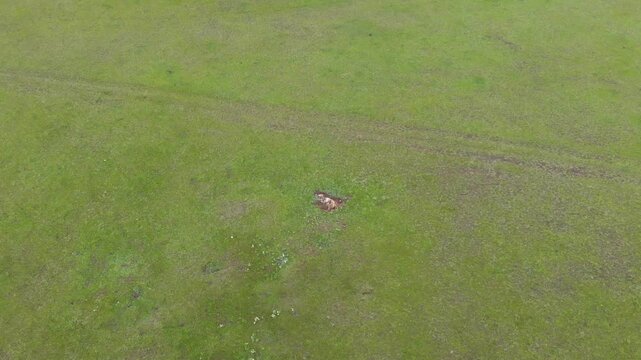 Aerial drone view of dead animal carcass on green grassland in open rural field terrain.