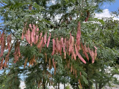 Close-up of long, reddish-brown seed pods hanging from a honey locust tree (Gleditsia triacanthos), also known as thorny locust, showcasing detailed foliage and autumn legume fruits in a natural park.