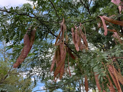 Close-up of long, reddish-brown seed pods hanging from a honey locust tree (Gleditsia triacanthos), also known as thorny locust, showcasing detailed foliage and autumn legume fruits in a natural park.