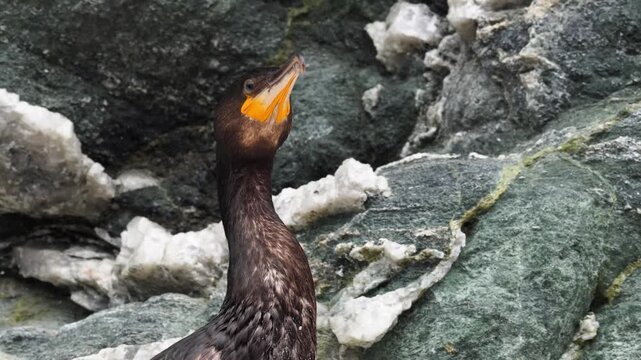 View of a cormorant perched on rocky terrain in Valldal, More og Romsdal, Norway.