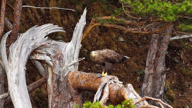 View of a white-tailed eagle eating trout perched on a weathered tree trunk in a dense forest in Liabygda, More og Romsdal, Norway.