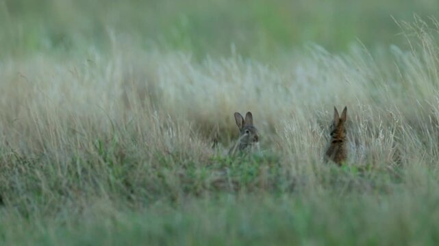 Wild rabbit (oryctolagus cuniculus) in the grass on a meadow during evening light
