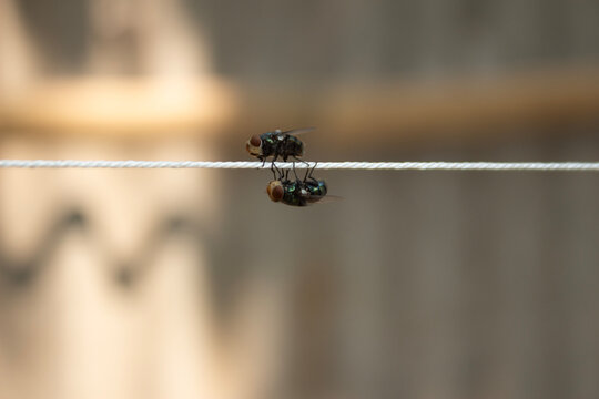 Two blowflies perching on a thin white string hanging outdoors, macro photography with blurred background