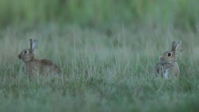 Wild rabbit (oryctolagus cuniculus) in the grass on a meadow during evening light