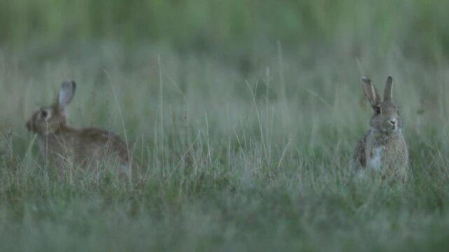 Wild rabbit (oryctolagus cuniculus) in the grass on a meadow during evening light