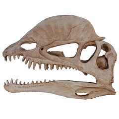 Dinosaur skull fossil sculpture display © G Graphic & Motion