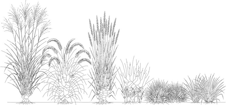 Assortment of ornamental grasses and natural foliage for landscaping projects, depicted as detailed CAD architectural drawings isolated on transparent background for designers