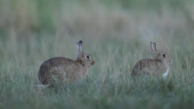 Wild rabbit (oryctolagus cuniculus) in the grass on a meadow during evening light