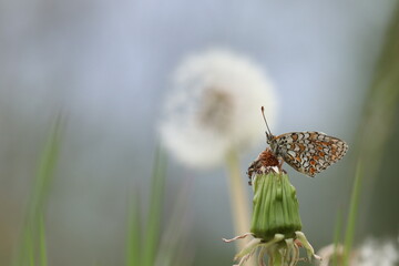 una farfalla melitaea phoebe su un fiore di dente di leone © Simona