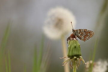 una farfalla melitaea phoebe su un fiore di dente di leone © Simona