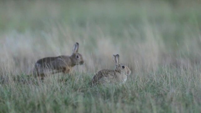 Wild rabbit (oryctolagus cuniculus) in the grass on a meadow during evening light