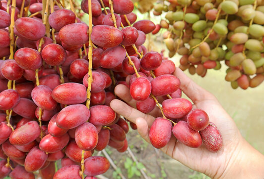 Close-up of farmer's hand holding a fresh ripe red Khonaizi dates cluster during harvest season in orchard