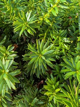 mountain laurel