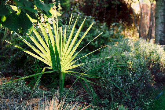 Sabal minor palm growing in garden with warm sunlight and tropical greenery