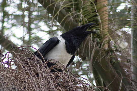 pied crow, open beak