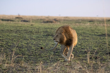 lion walking, mane blowing in the wind © Danielle