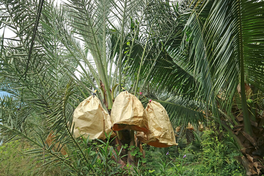 Date palm branches with protective paper bags to shield growing fruits from insects and birds in orchard