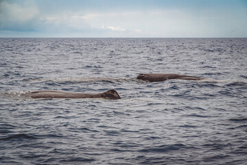 Sperm whales swimming near the ocean surface under cloudy sky. Azores Islands. © Andrey
