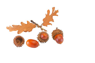 A composition of cup lids, set against a transparent background and adorned with oak leaves and freshly fallen acorns. © TAMER YILMAZ