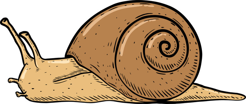 Illustration snail isolated
