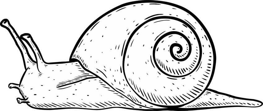 Sketch Illustration snail isolated