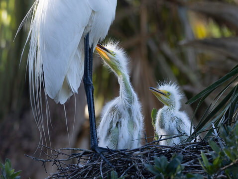 Two Great Egret Chicks Wanting to Be Fed