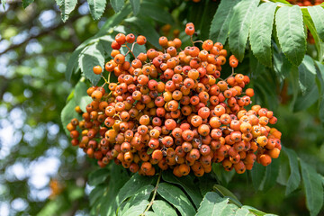 Bright orange rowan berries ripening in dense clusters on a tree with green leaves.  Seasonal Transition, food sources for migratory birds © Anna