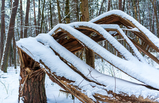 View of a broken pine tree covered in fresh snow in a winter forest in Vilnius, Vilnius County, Lithuania.