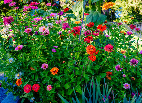 Mixed Flowers Garden Plot 2